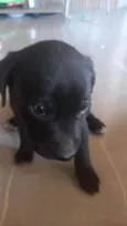Neguinho