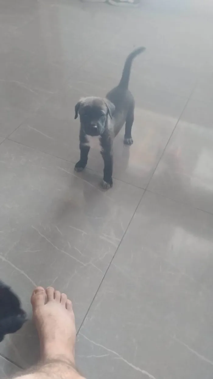 Cachorro ra a SRD-ViraLata idade Abaixo de 2 meses nome Max
