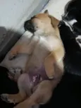 Zeus