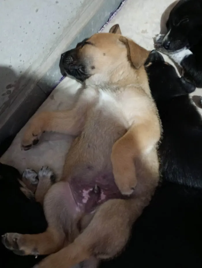 Cachorro ra a SRD-ViraLata idade Abaixo de 2 meses nome Zeus