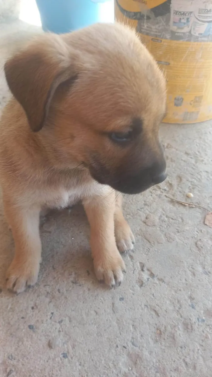 Cachorro ra a SRD-ViraLata idade Abaixo de 2 meses nome Zeus