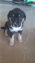 Tob