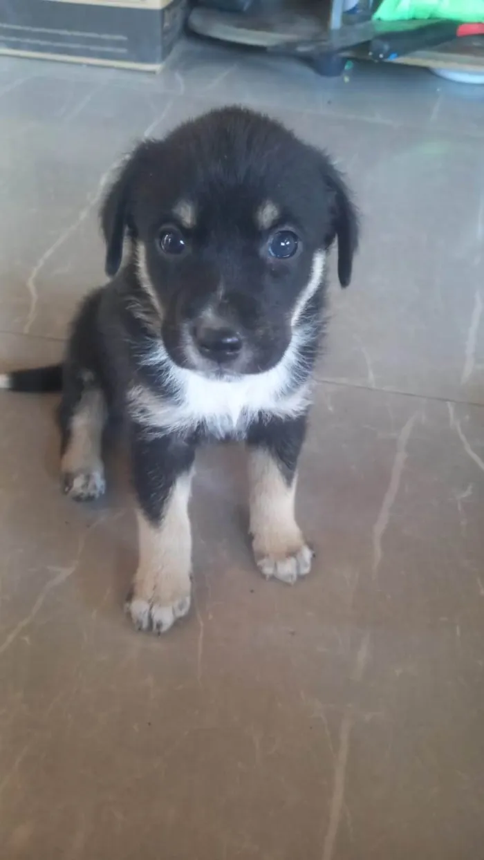 Cachorro ra a SRD-ViraLata idade Abaixo de 2 meses nome Tob