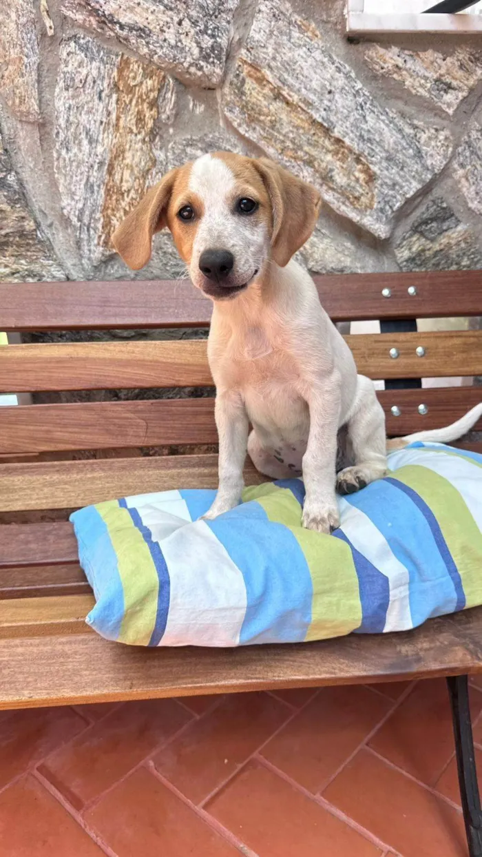 Cachorro ra a SRD-ViraLata idade 2 a 6 meses nome Chiquinha Gonzaga