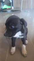 Maya