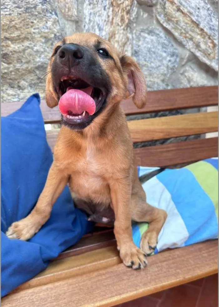 Cachorro ra a SRD-ViraLata idade 2 a 6 meses nome Péricles