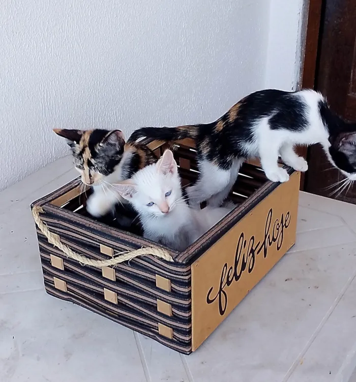 Gato ra a SRD-ViraLata idade 2 a 6 meses nome Filhotes