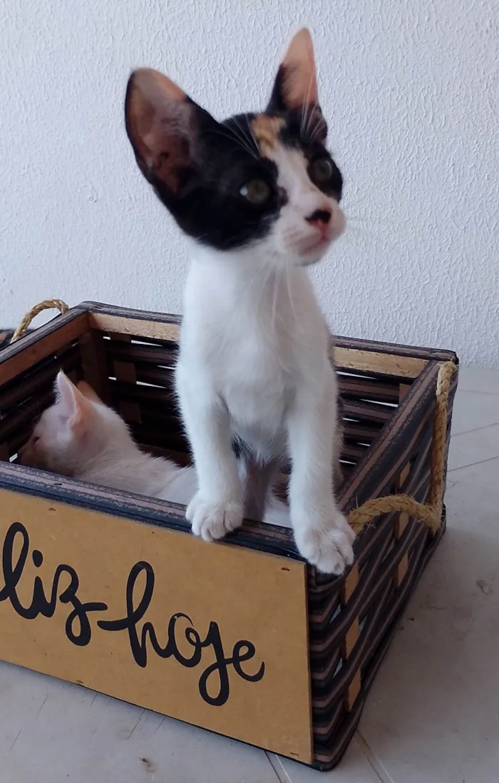 Gato ra a SRD-ViraLata idade 2 a 6 meses nome Filhotes