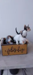Filhotes