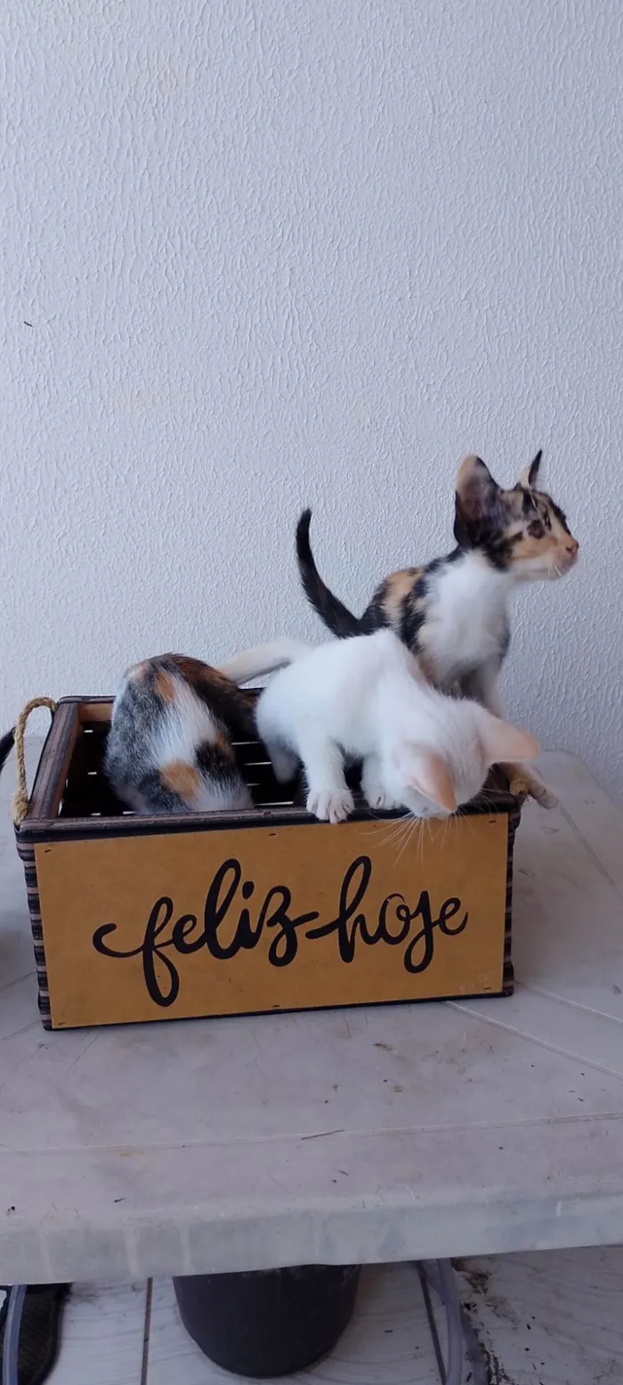 Gato ra a SRD-ViraLata idade 2 a 6 meses nome Filhotes
