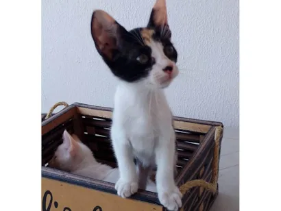 Gato raça SRD-ViraLata idade 2 a 6 meses nome Filhotes 