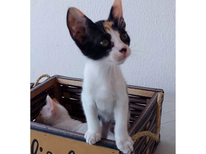 Gato ra a SRD-ViraLata idade 2 a 6 meses nome Filhotes