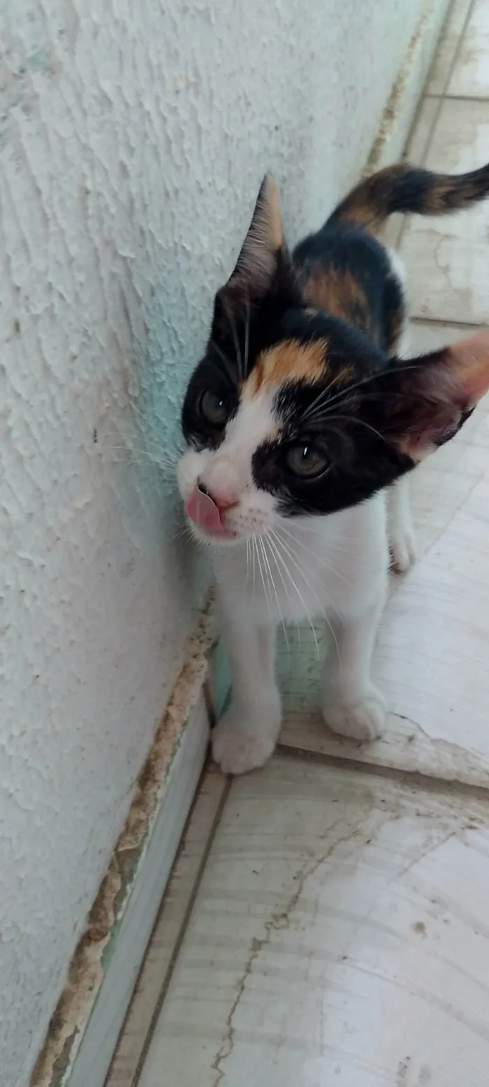 Gato ra a SRD-ViraLata idade 2 a 6 meses nome Filhotes