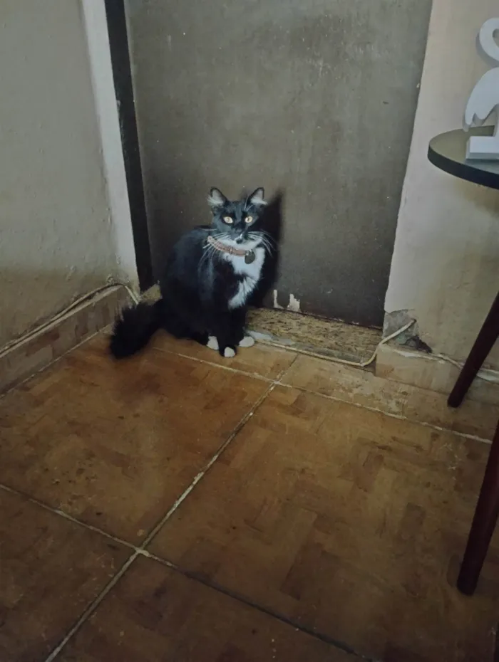 Gato ra a SRD-ViraLata idade 2 anos nome Alce