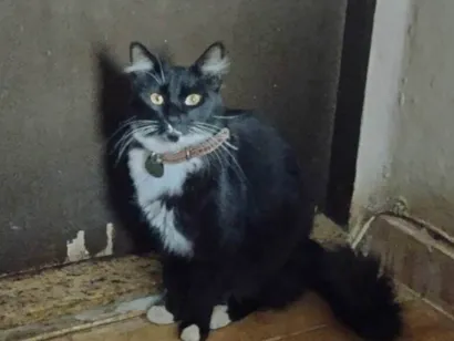 Gato raça SRD-ViraLata idade 2 anos nome Alce