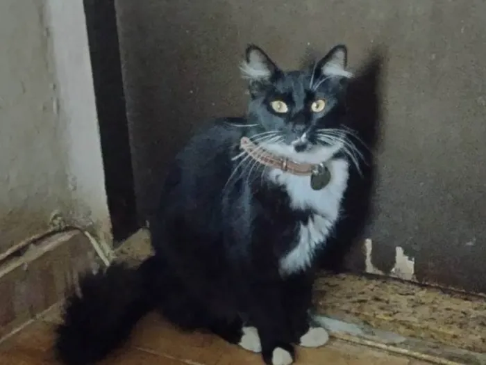 Gato ra a SRD-ViraLata idade 2 anos nome Alce