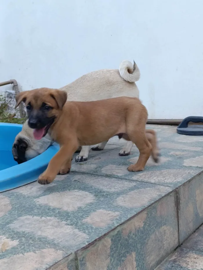 Cachorro ra a SRD-ViraLata idade 2 a 6 meses nome Pingu