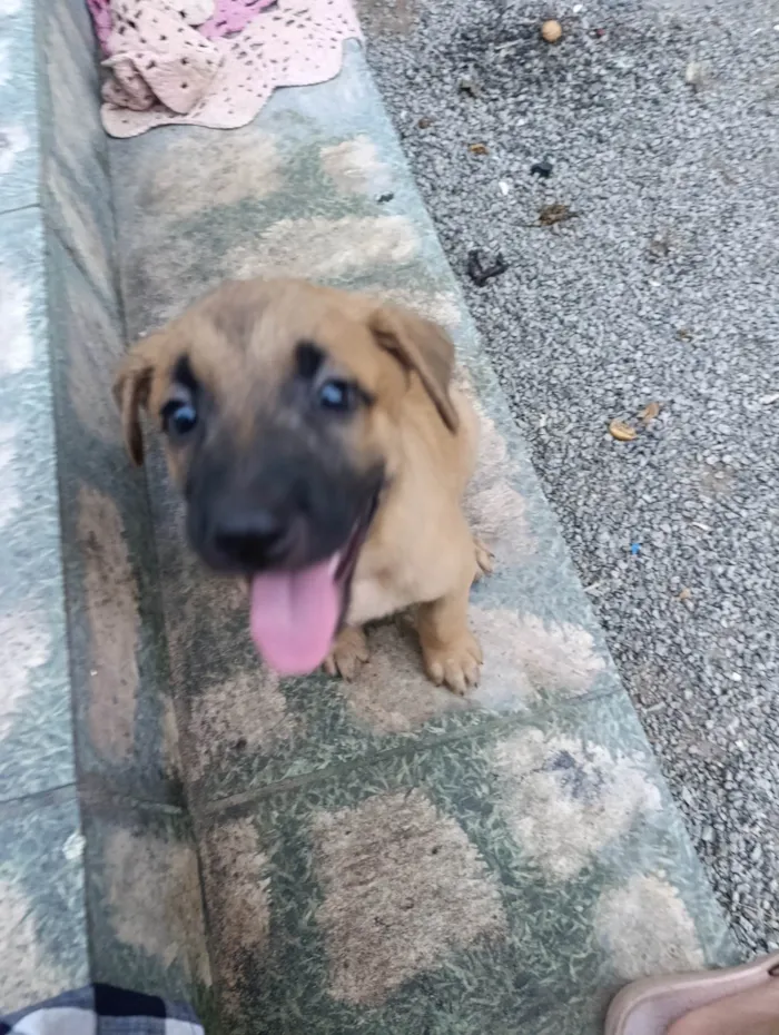 Cachorro ra a SRD-ViraLata idade 2 a 6 meses nome Pingu