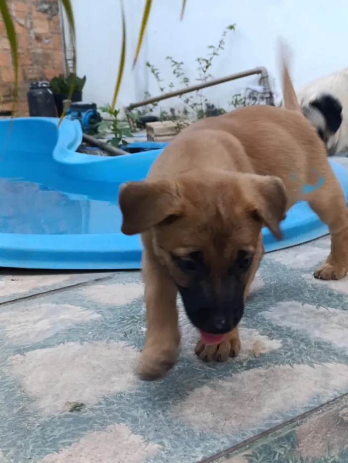 Cachorro ra a SRD-ViraLata idade 2 a 6 meses nome Pingu