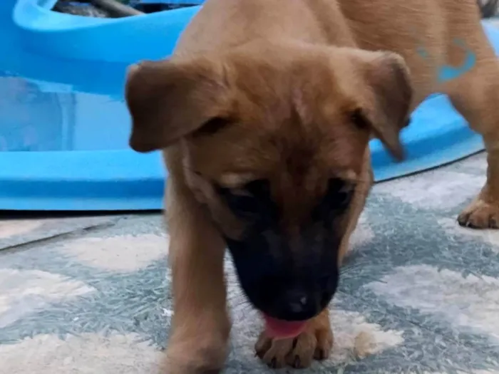Cachorro ra a SRD-ViraLata idade 2 a 6 meses nome Pingu