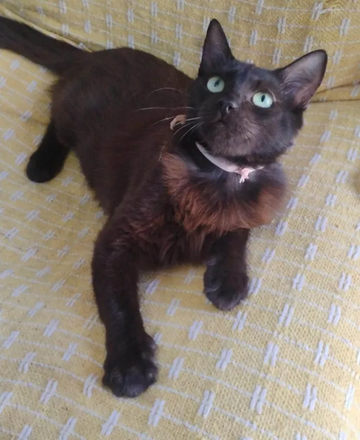 Gato ra a SRD-ViraLata idade Abaixo de 2 meses nome FÊMEAS E MACHOS