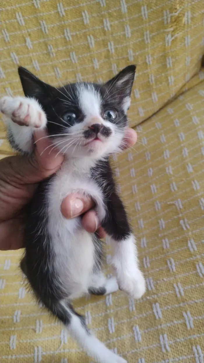 Gato ra a SRD-ViraLata idade Abaixo de 2 meses nome FÊMEAS E MACHOS