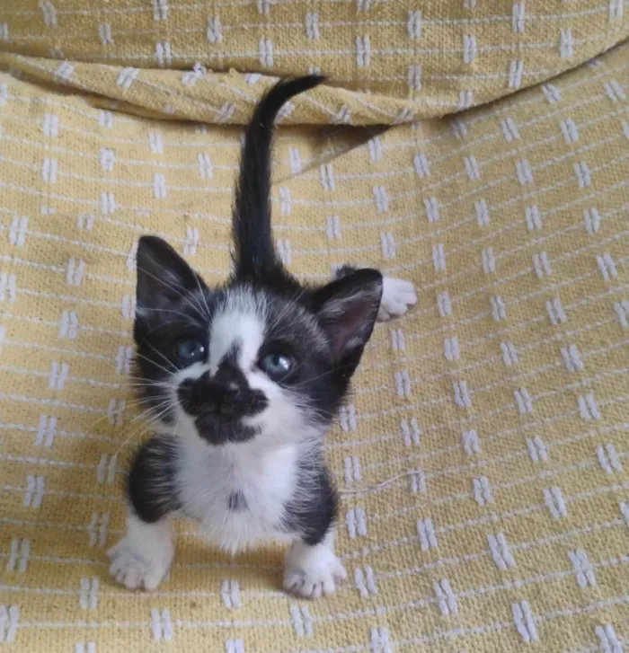 Gato ra a SRD-ViraLata idade Abaixo de 2 meses nome FÊMEAS E MACHOS