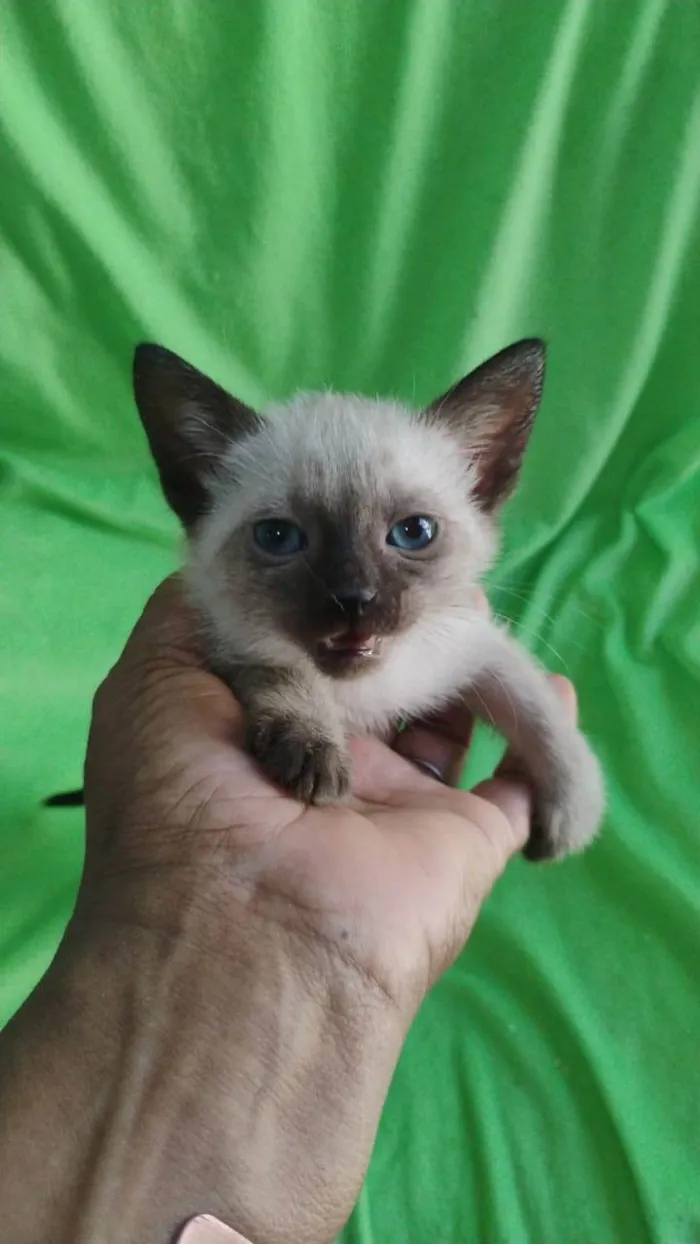 Gato ra a SRD-ViraLata idade Abaixo de 2 meses nome FÊMEAS E MACHOS