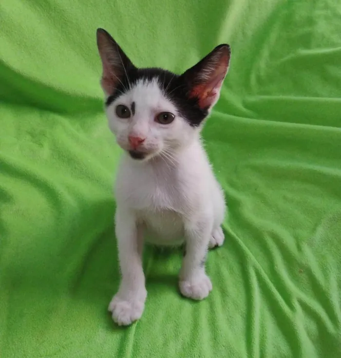 Gato ra a SRD-ViraLata idade Abaixo de 2 meses nome FÊMEAS E MACHOS