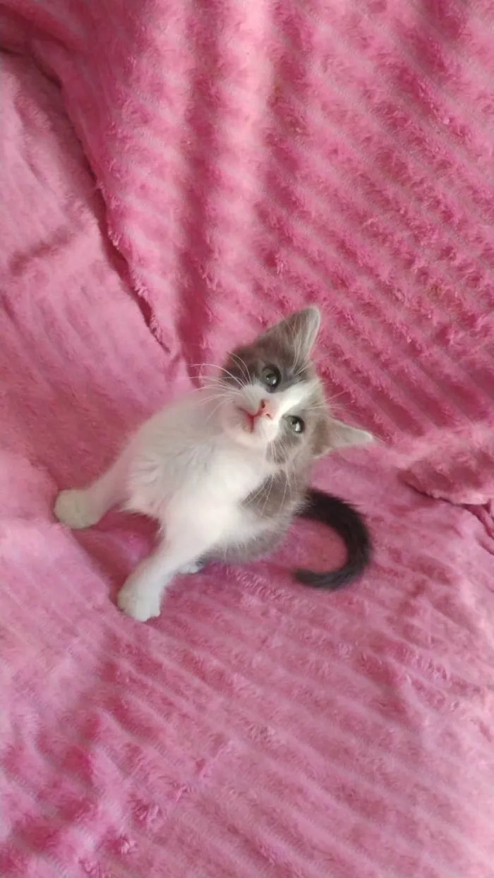 Gato ra a SRD-ViraLata idade Abaixo de 2 meses nome FÊMEAS E MACHOS
