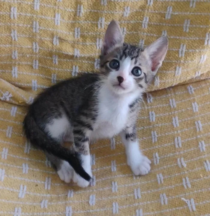Gato ra a SRD-ViraLata idade Abaixo de 2 meses nome FÊMEAS E MACHOS