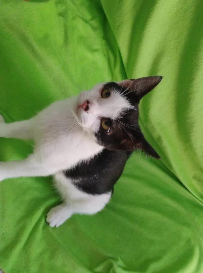 Gato ra a SRD-ViraLata idade Abaixo de 2 meses nome FÊMEAS E MACHOS
