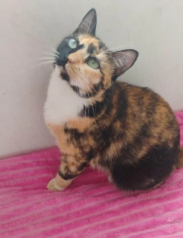 Gato ra a SRD-ViraLata idade Abaixo de 2 meses nome FÊMEAS E MACHOS