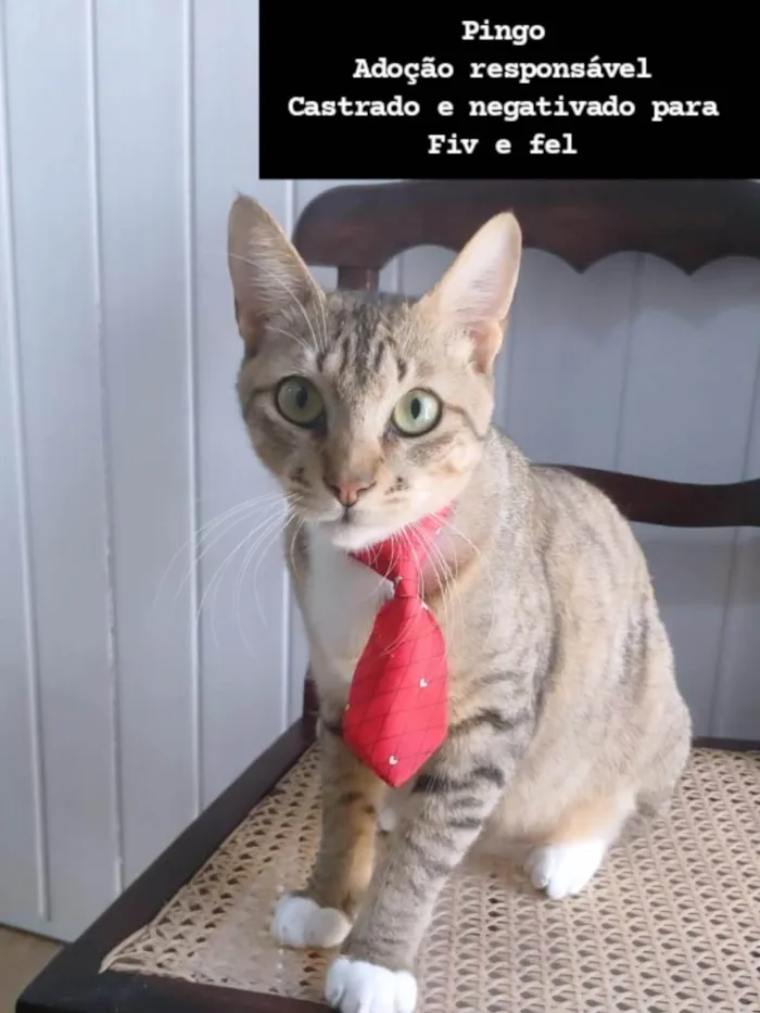 Gato ra a SRD-ViraLata idade Abaixo de 2 meses nome FÊMEAS E MACHOS