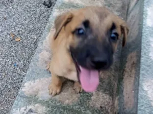 Cachorro raça SRD-ViraLata idade 2 a 6 meses nome Pingu