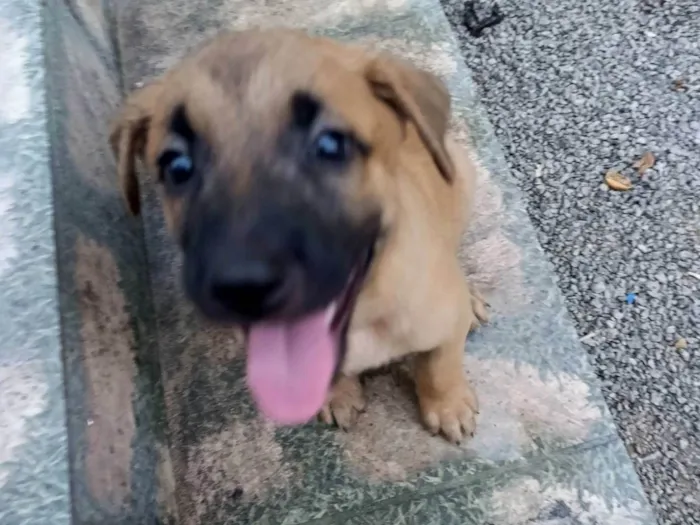 Cachorro ra a SRD-ViraLata idade 2 a 6 meses nome Pingu