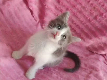 Gato raça SRD-ViraLata idade Abaixo de 2 meses nome FÊMEAS E MACHOS