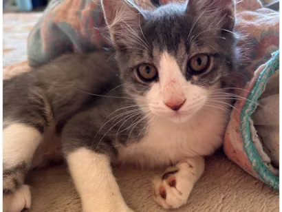 Gato raça SRD-ViraLata idade 2 a 6 meses nome cinzinha