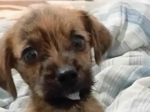 Cachorro raça SRD-ViraLata idade 2 a 6 meses nome Lua