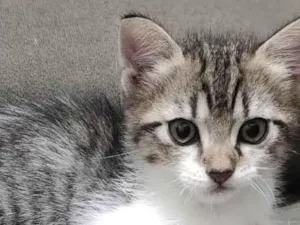 Gato raça SRD-ViraLata idade 2 a 6 meses nome Gatinho