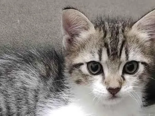 Gato raça SRD-ViraLata idade 2 a 6 meses nome Gatinho