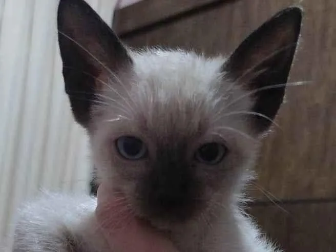 Gato raça Siamês idade Abaixo de 2 meses nome Pitico