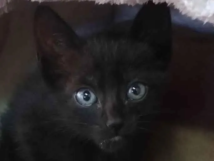 Gato raça SRD-ViraLata idade Abaixo de 2 meses nome Princesa