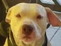 Cachorro raça Pit-Bull idade 2 anos nome Torrone