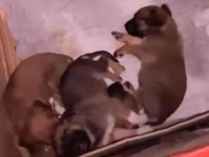 Cachorro raça SRD-ViraLata idade Abaixo de 2 meses nome Filhotes em situação de abandono 