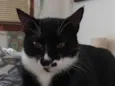 Pingo