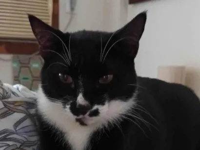 Gato raça SRD-ViraLata idade 4 anos nome Pingo