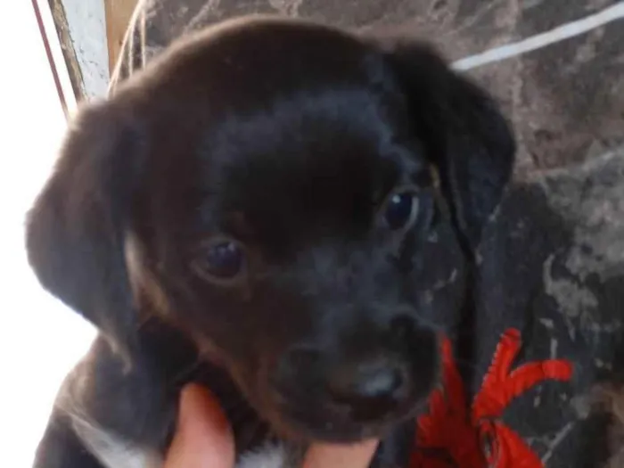 Cachorro ra a SRD-ViraLata idade 2 a 6 meses nome Amora e pretinha