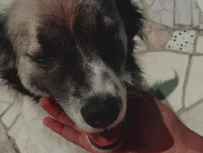 Cachorro raça SRD-ViraLata idade 3 anos nome Scoot