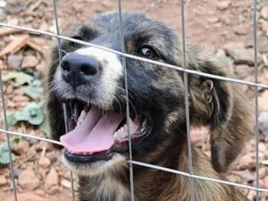 Cachorro raça SRD-ViraLata idade 2 anos nome Rajada